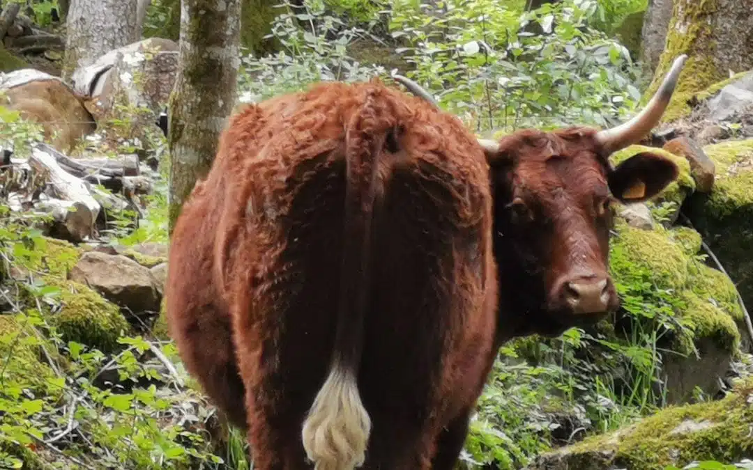 Qui de la vache ou du propriétaire a été le plus étonné?